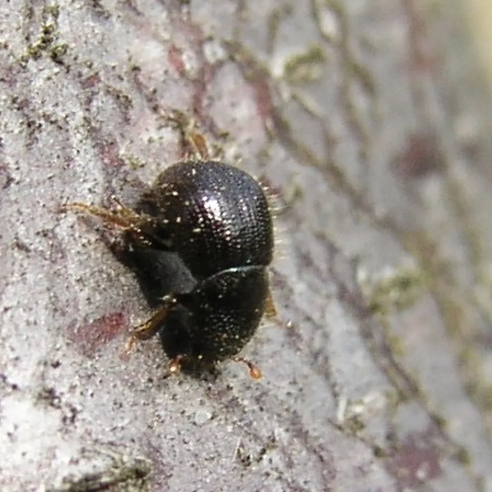 Der Ungleiche Holzbohrer – ein Käfer an vielen Baumarten