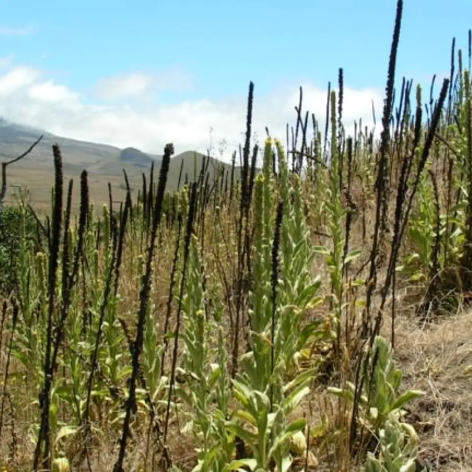 Neophyten unter Beobachtung – nicht alle sind erwünscht