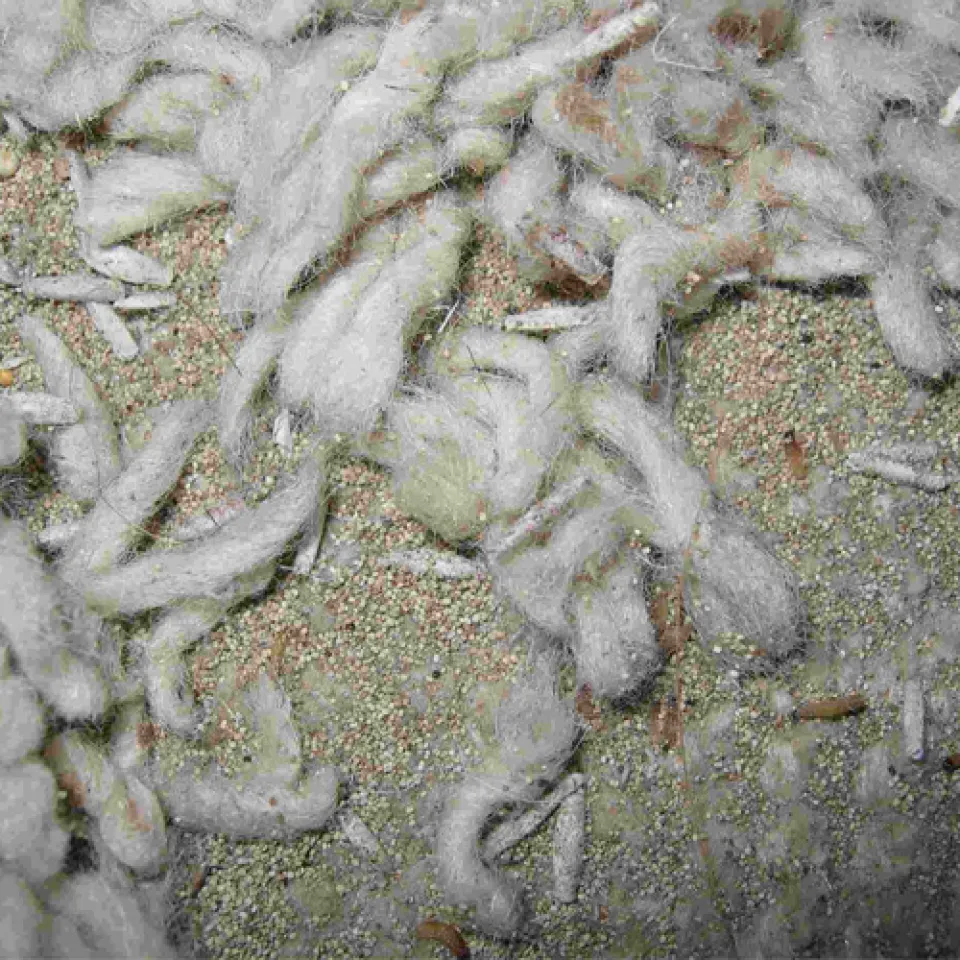 Mottenalarm – nicht nur im Kleiderschrank 