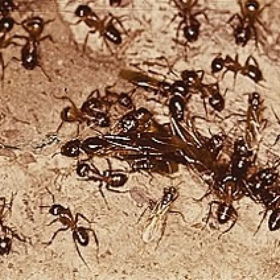 Zahlen, Daten, Fakten 4/05