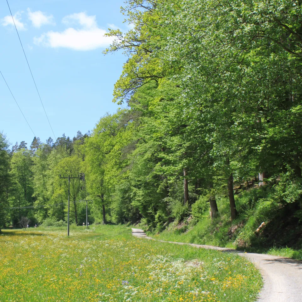 Gesundheit der deutschen Wälder 2011