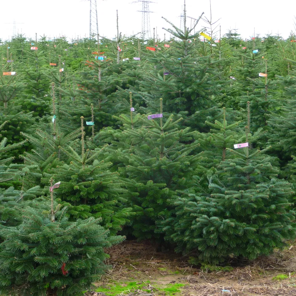 Oh Tannenbaum ..! Vom Zapfen zum Weihnachtsbaum