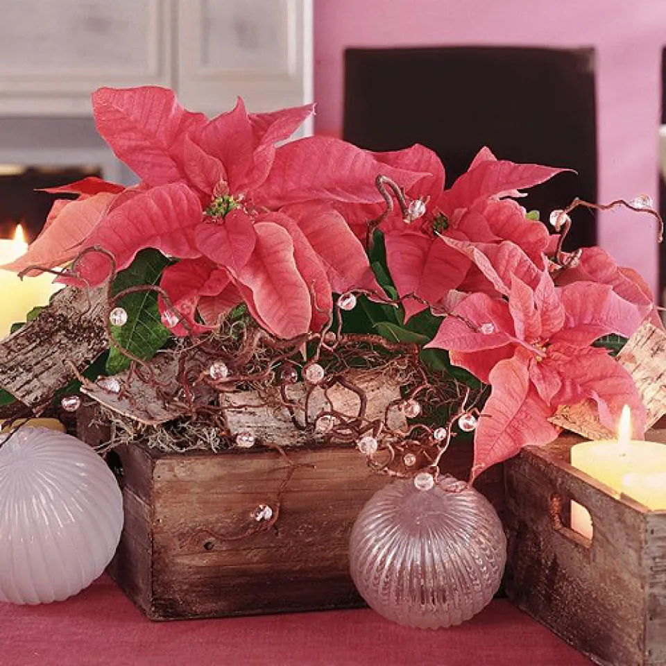  Hollywood-Star in Deutschland: Der Weihnachtsstern 