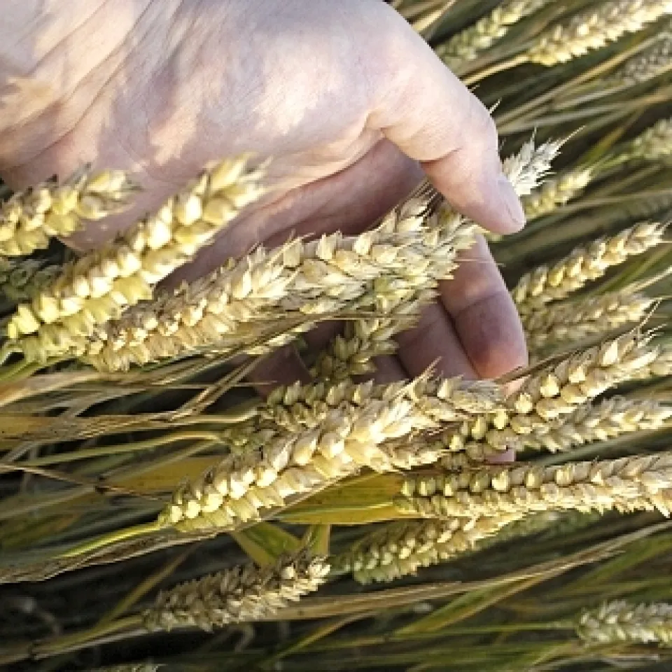 Weizen bleibt knapp