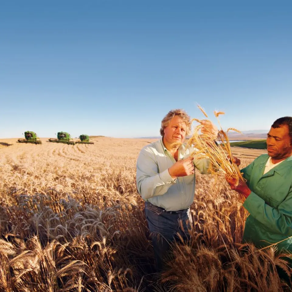 Weizenanbau: Erträge stagnieren, Bedarf wächst
