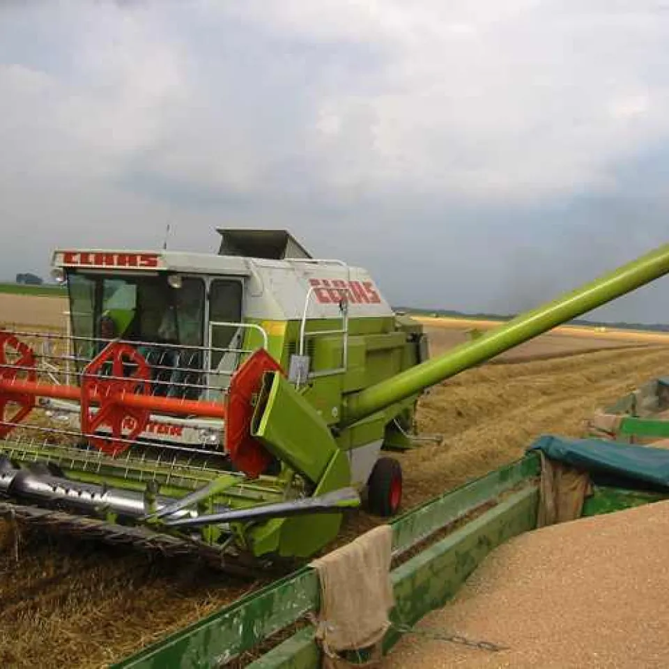 Hitze stresst die Pflanzen und treibt die Lebensmittelpreise