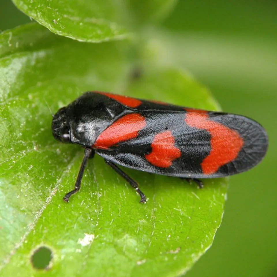 Zikade wirbt um Sympathie für Insekten