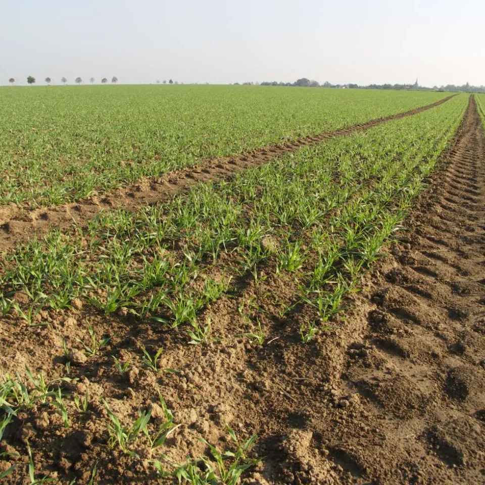 Beizmittel schützen junge Saat von Anfang an