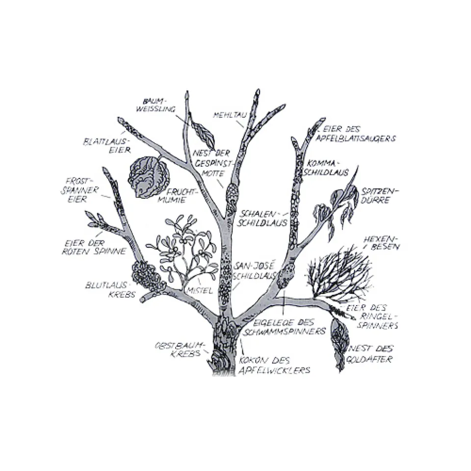Fruchtmumien und Hexenbesen: Wo Schädlinge an Obstbäumen überwintern 
