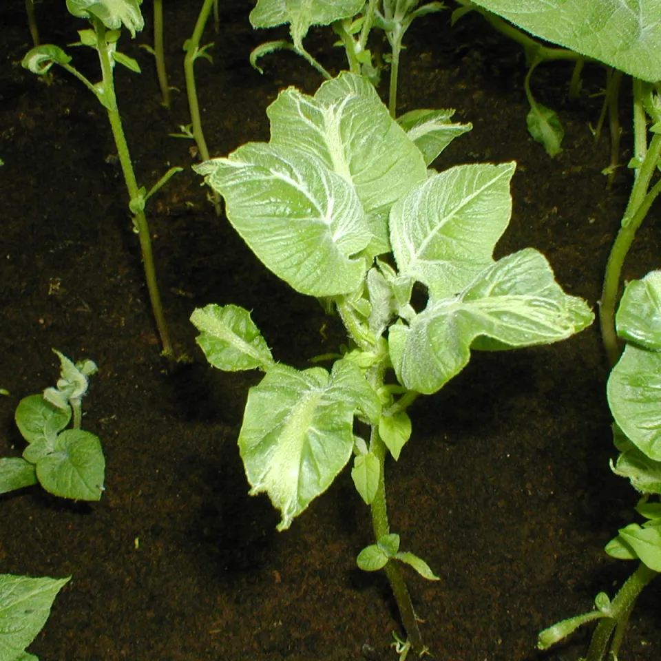 Die Höhen und Tiefen des Kartoffeljahres 2011/12