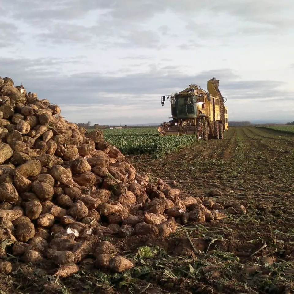 2014 – ein Traumjahr für die Zuckerrübe