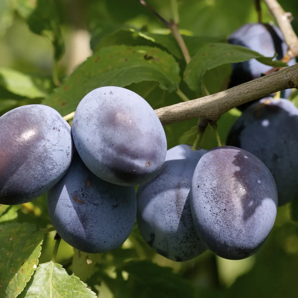 Zwetschgen: Der Klassiker auf dem Blechkuchen