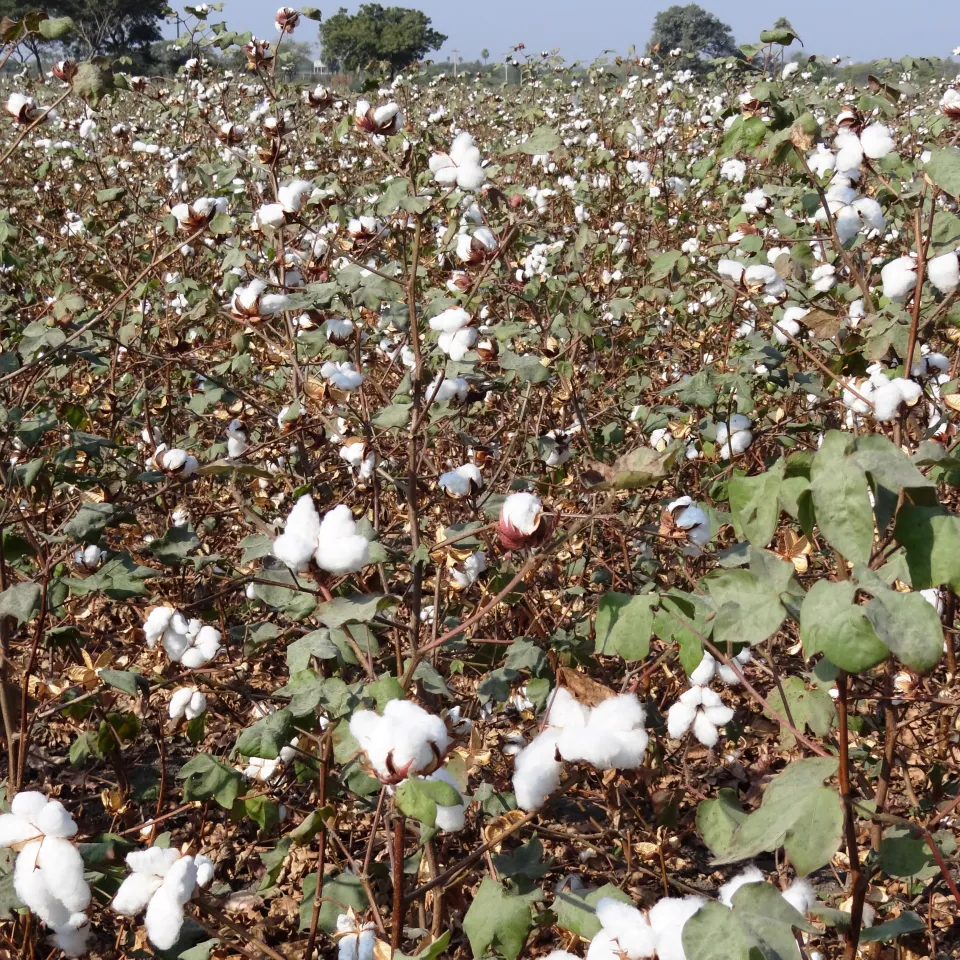 Göttinger Agrarökonomen präsentieren Meta-Analyse zu Effekten der Gentechnik