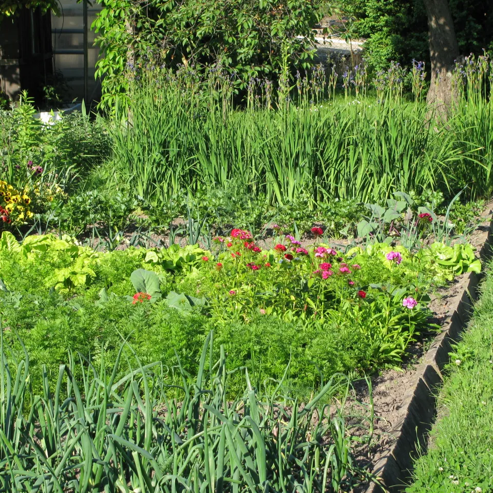 Auch im heimischen Garten: Pflanzen brauchen Schutz