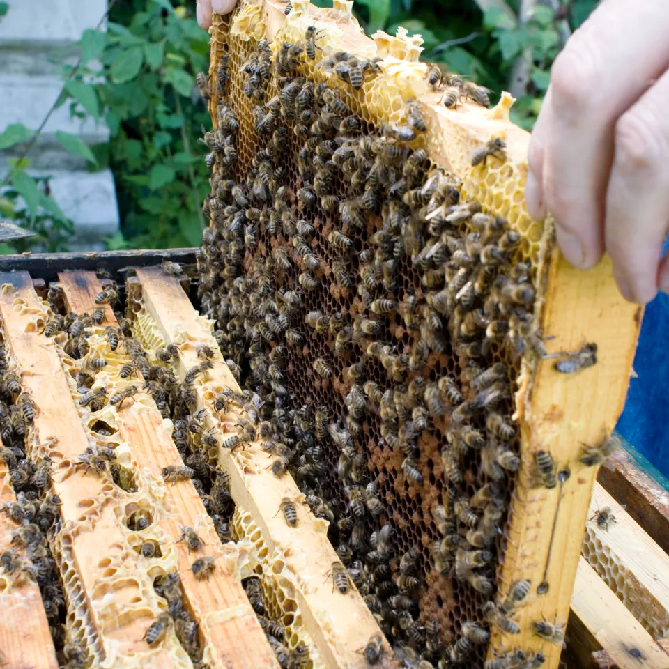 Erhebliche Zweifel an Bienen-Studie