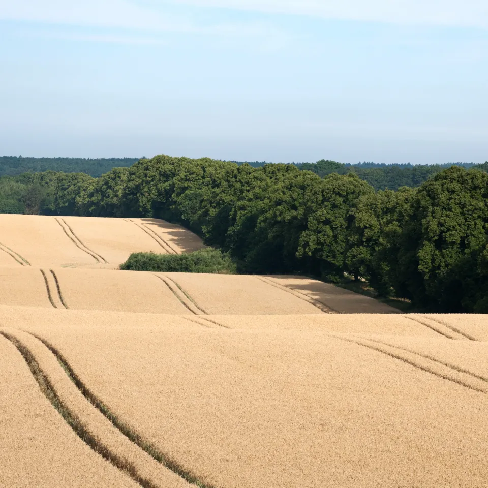 Landwirtschaftlich genutzte Fläche um 3 Prozent zurückgegangen