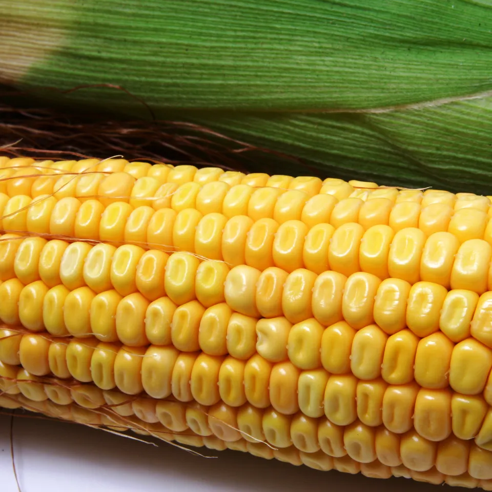 Unstatistik des Monats: Gen-Mais tötet