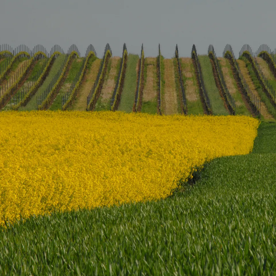 Augenmaß: Pflanzenschutz-Maßnahmen erfolgen gezielt und maßvoll