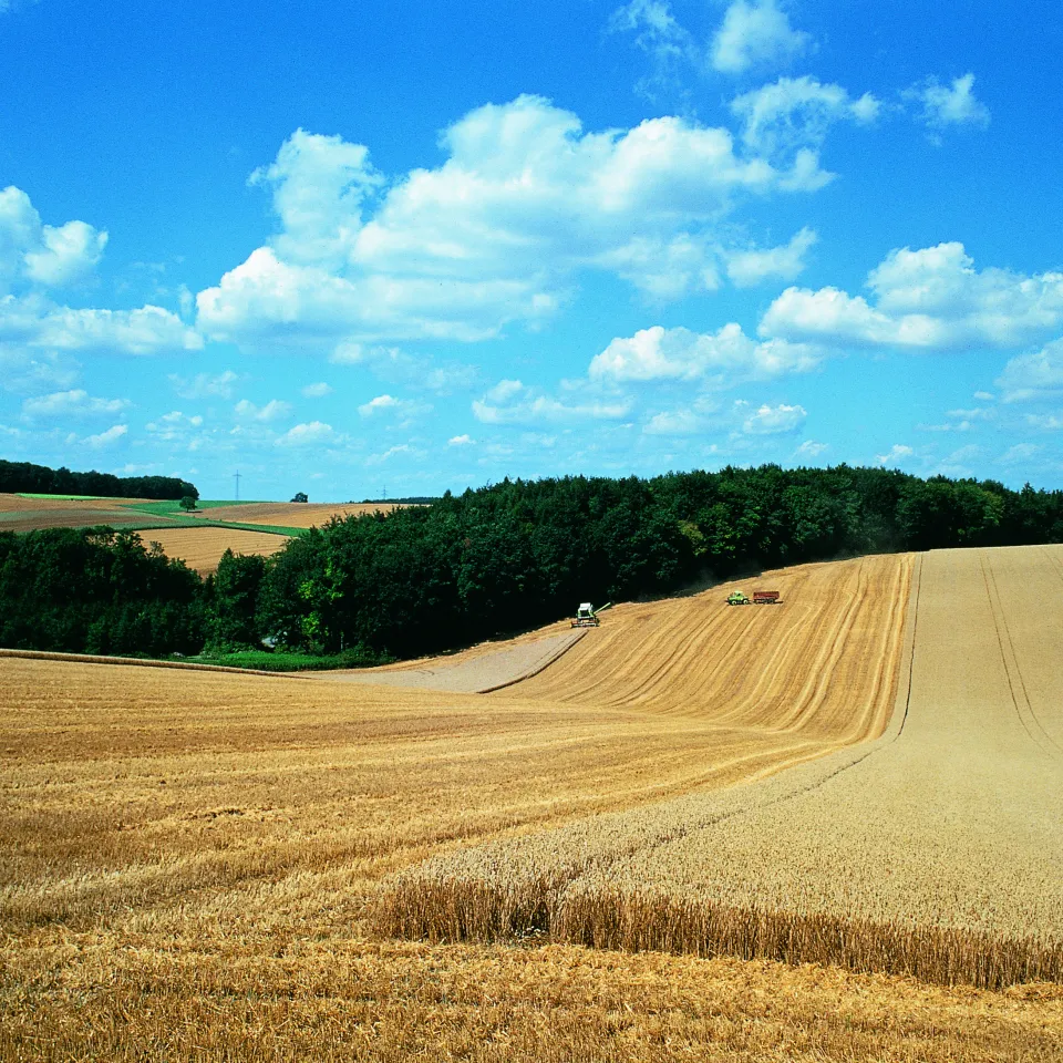 55 % der Ackerfläche wird 2014 zum Anbau von Getreide genutzt
